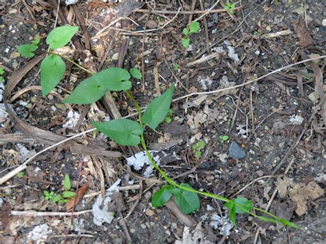 The Noxious, Persistent, Invasive, and Perennial Bindweeds